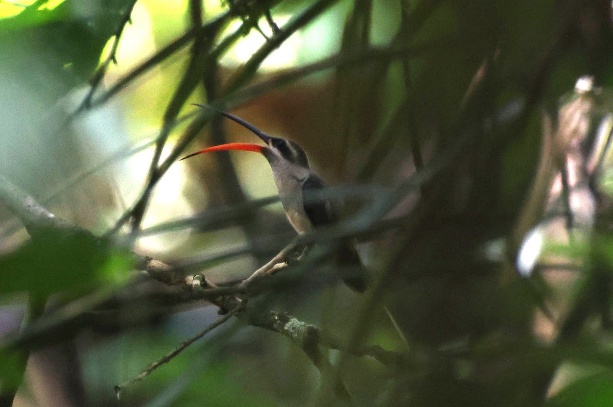 Great-billed Hermit (Amazonian) - ML637911568