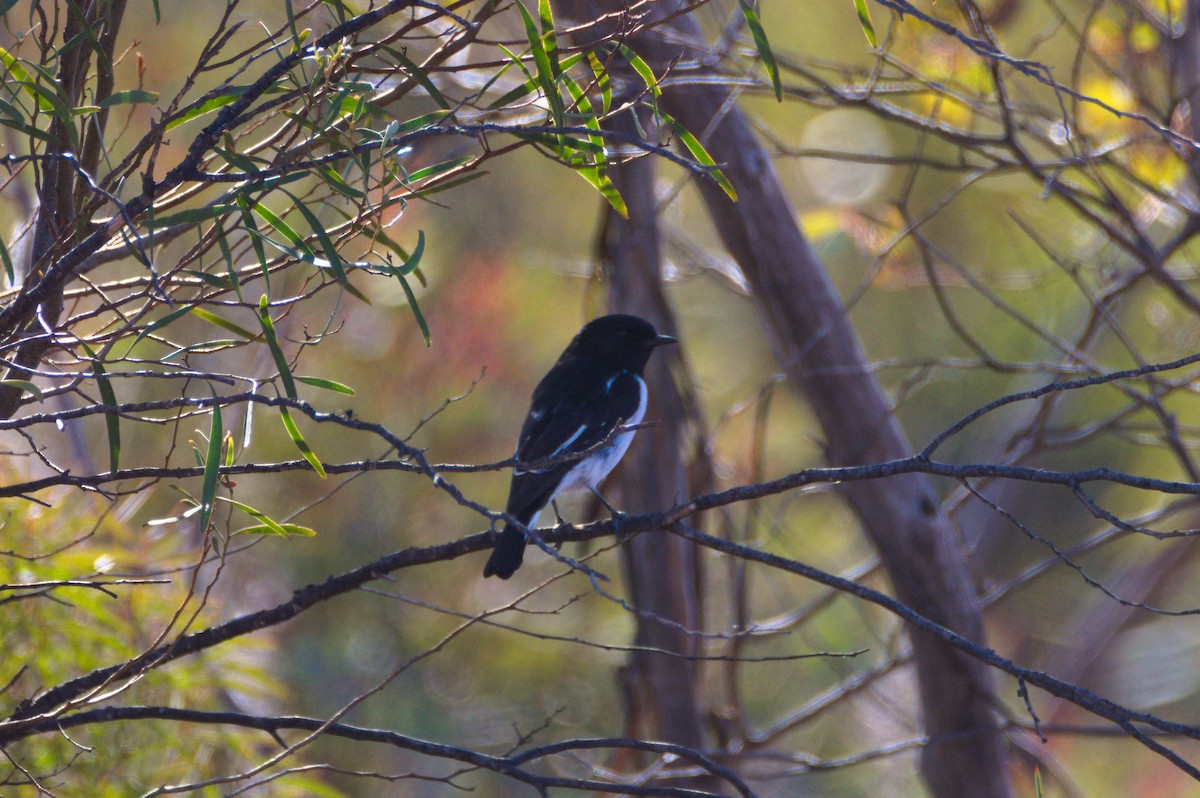 Hooded Robin - ML637911570