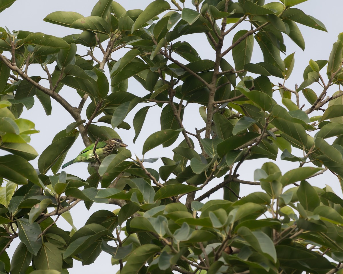 White-cheeked Barbet - ML637911571