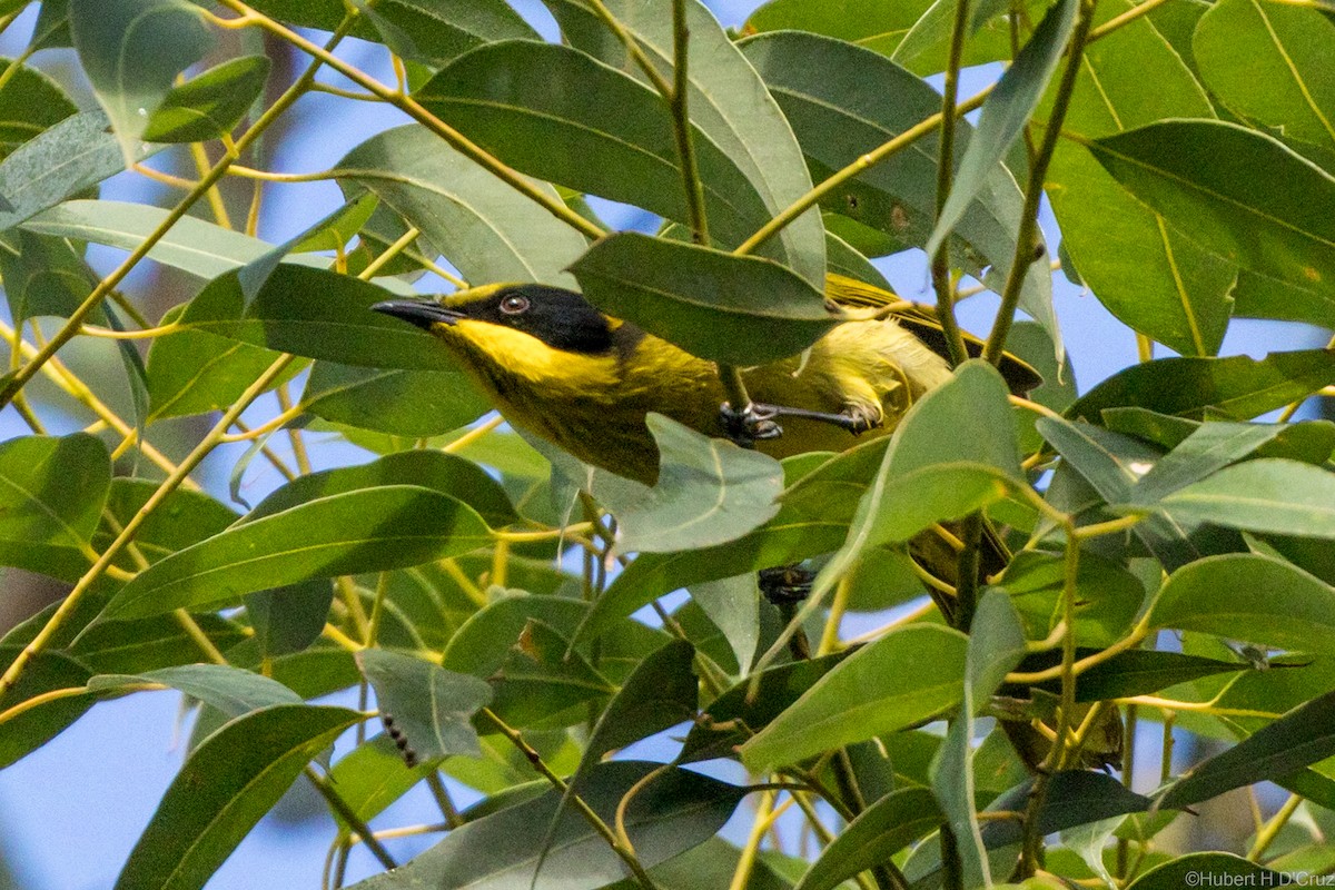 Yellow-tufted Honeyeater - ML637911599