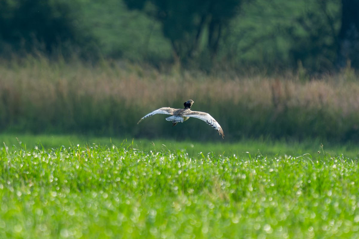 Little Bustard - ML637911605