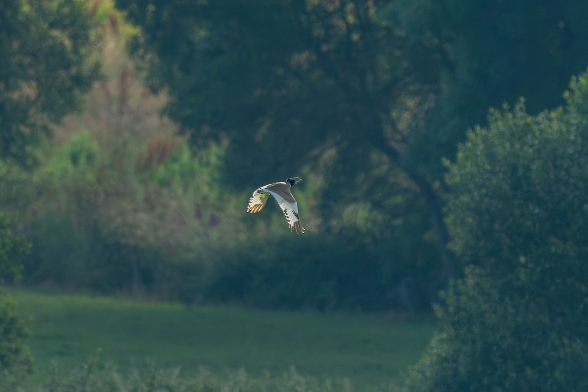 Little Bustard - ML637911607