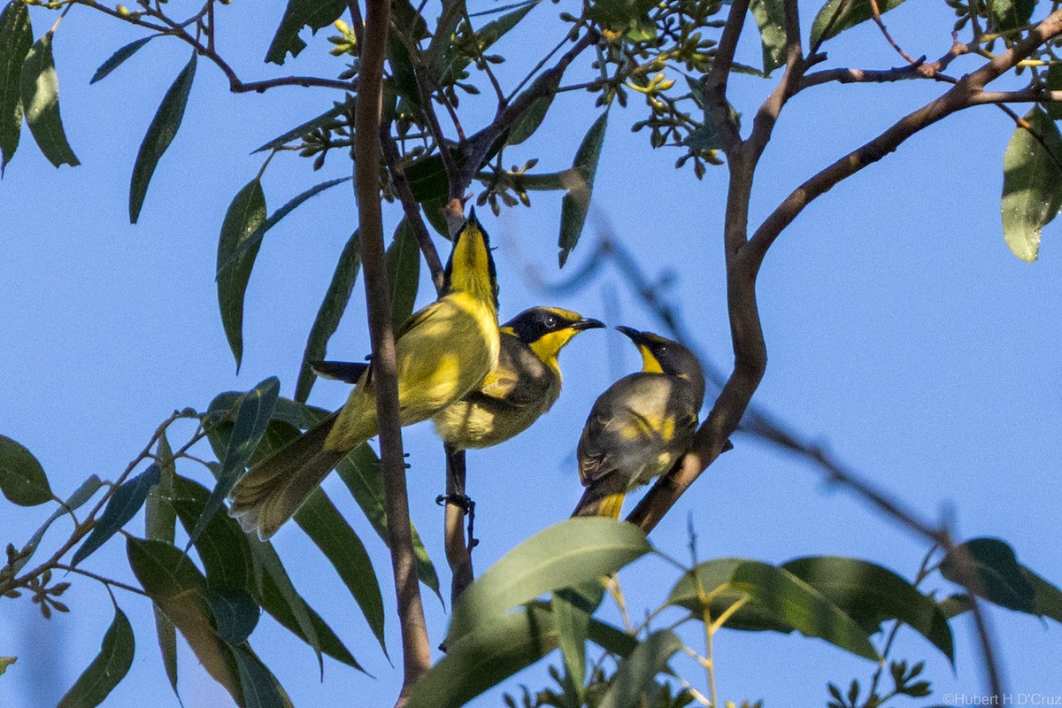 Yellow-tufted Honeyeater - ML637911610