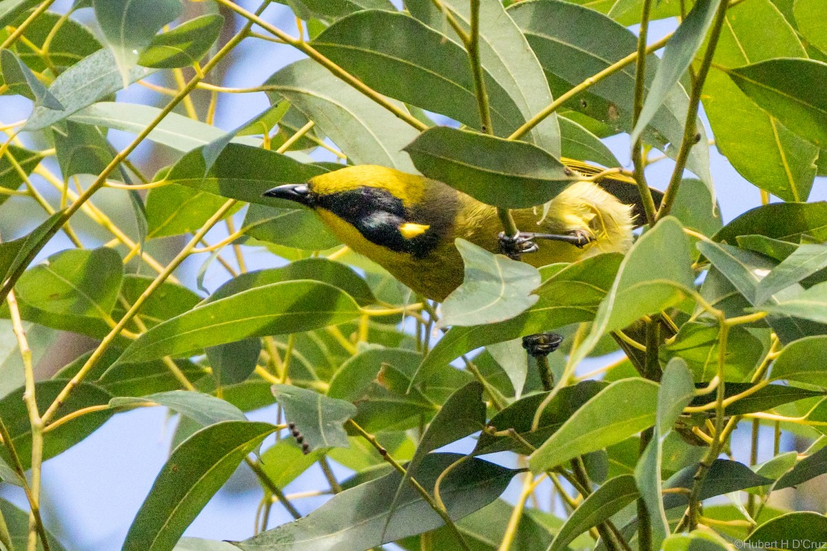 Yellow-tufted Honeyeater - ML637911612
