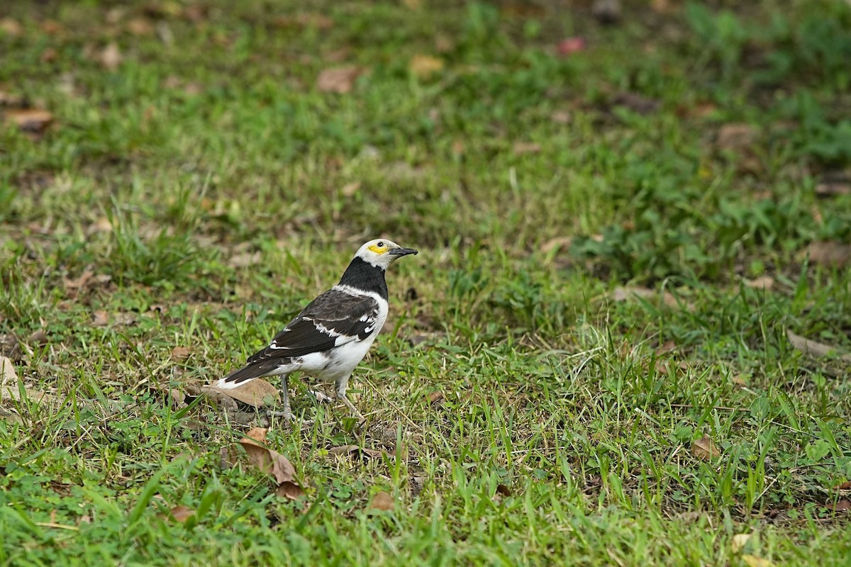 Black-collared Starling - ML637911631