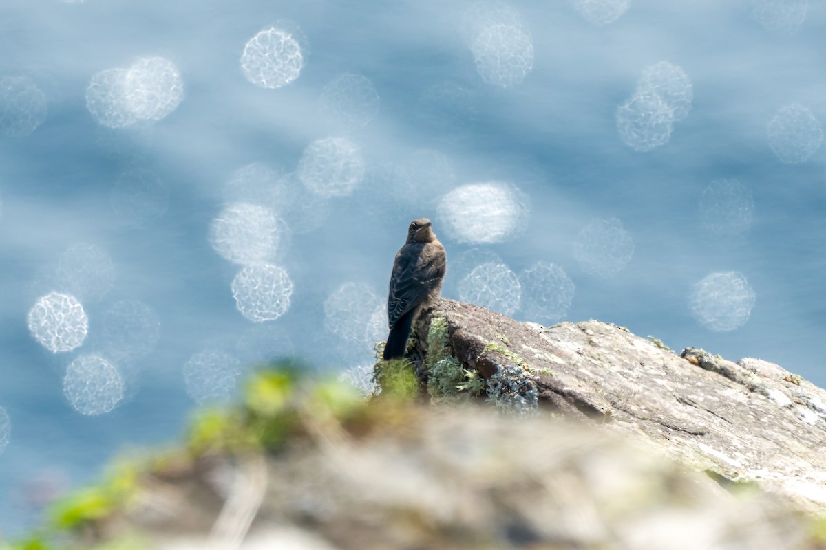 Blue Rock-Thrush - ML637911634