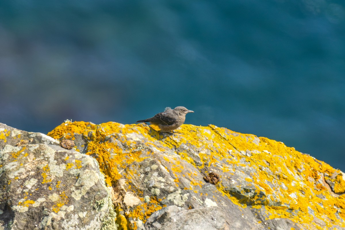 Blue Rock-Thrush - ML637911635