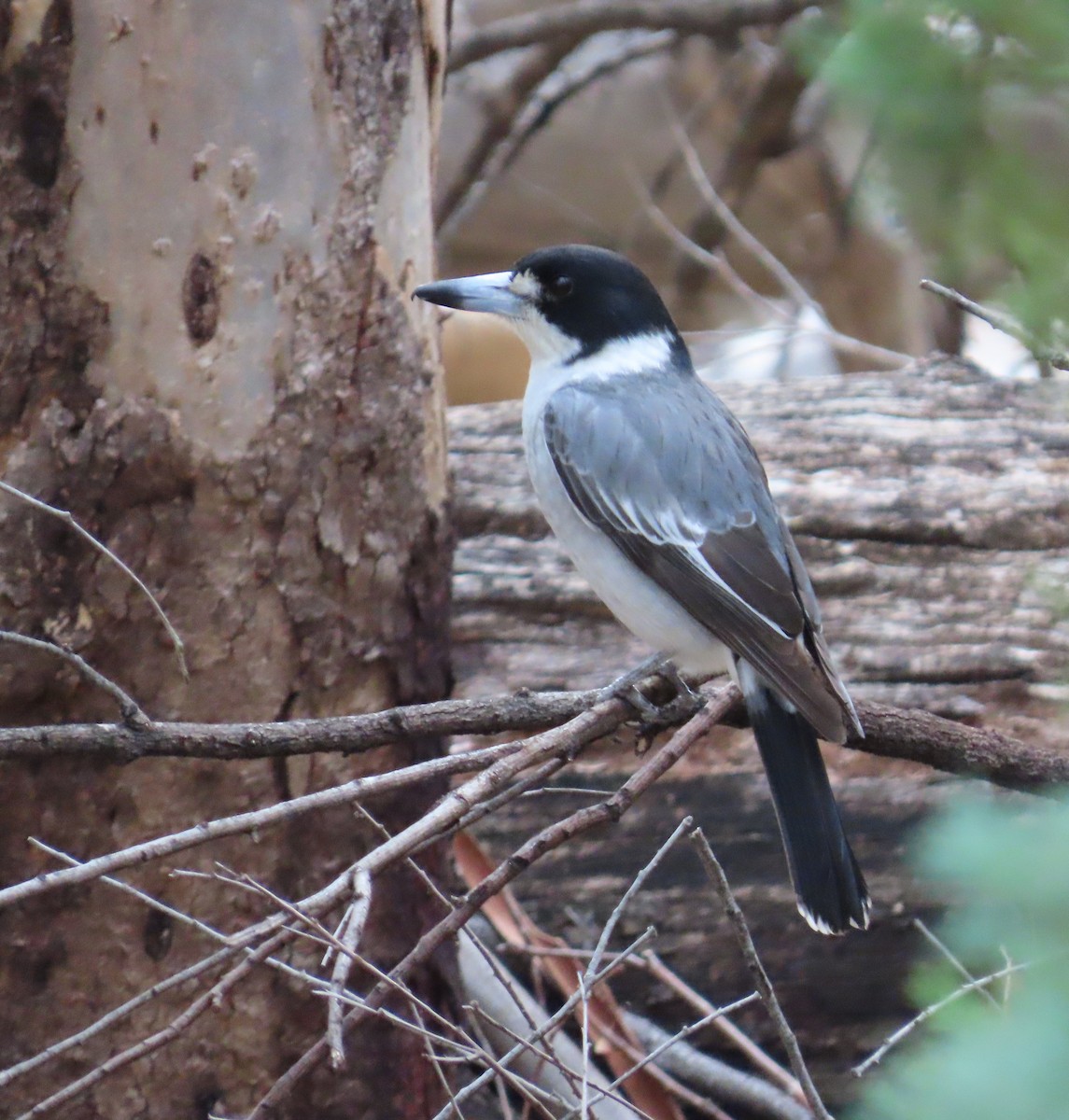 Gray Butcherbird - ML637911647