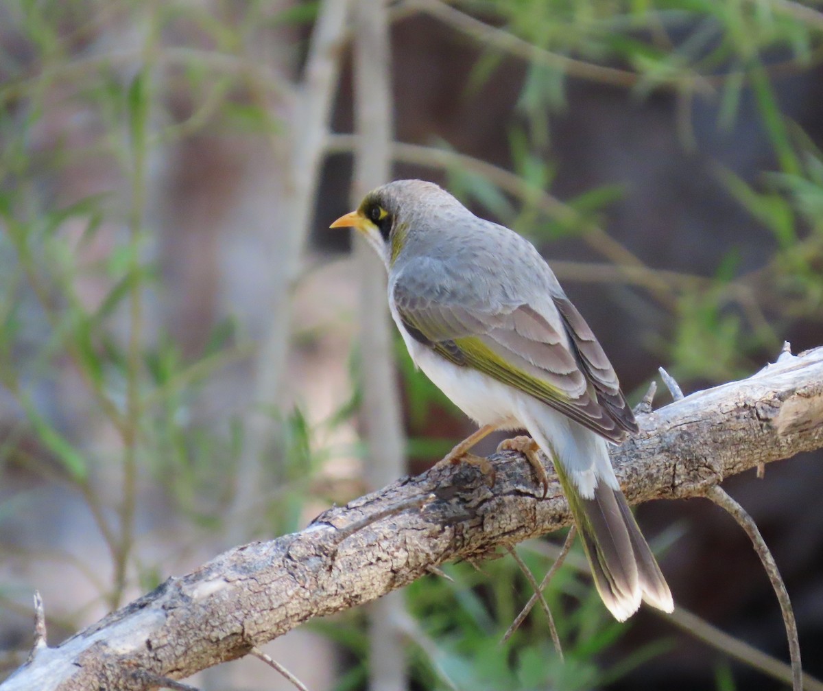 Yellow-throated Miner - ML637911655