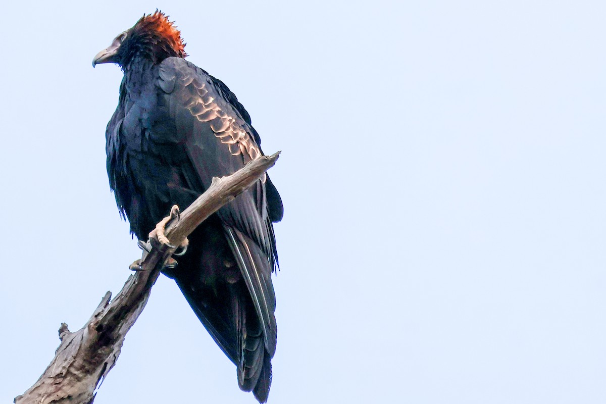 Wedge-tailed Eagle - ML637911680