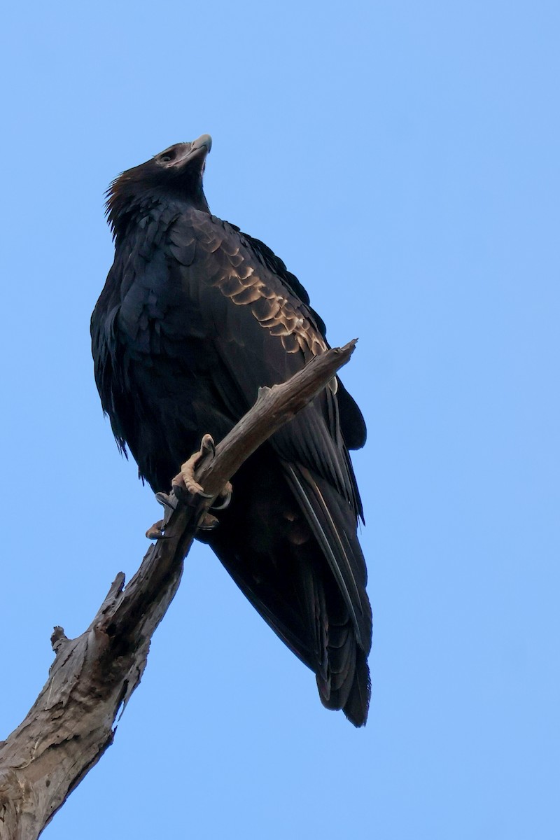 Wedge-tailed Eagle - ML637911682
