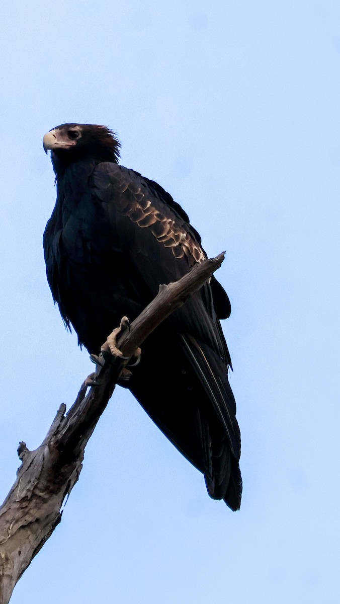 Wedge-tailed Eagle - ML637911684