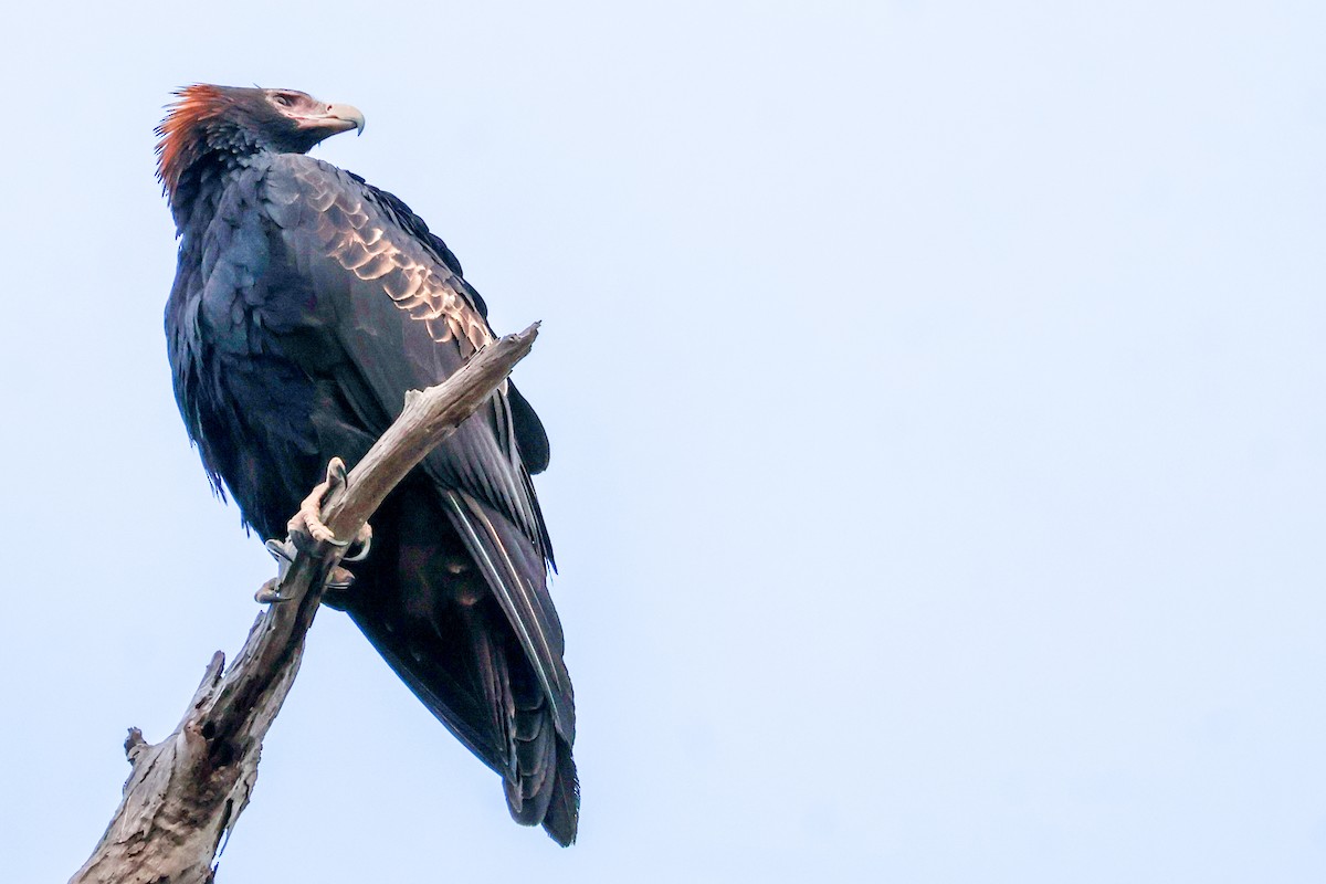 Wedge-tailed Eagle - ML637911685