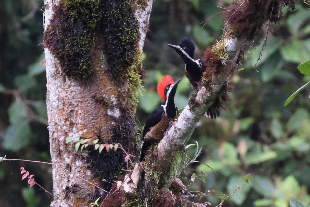 Powerful Woodpecker - ML637911695