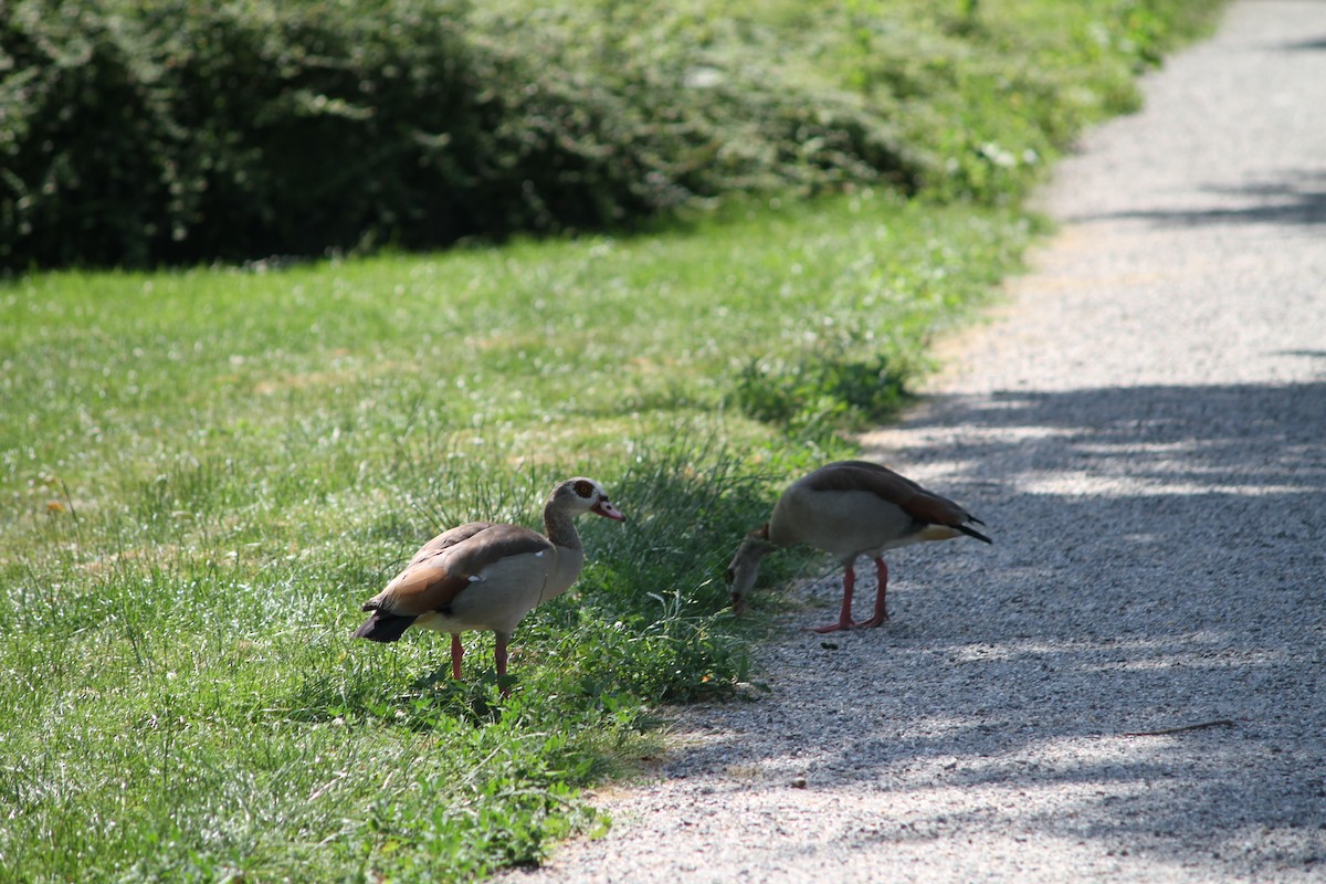 Egyptian Goose - ML637911727