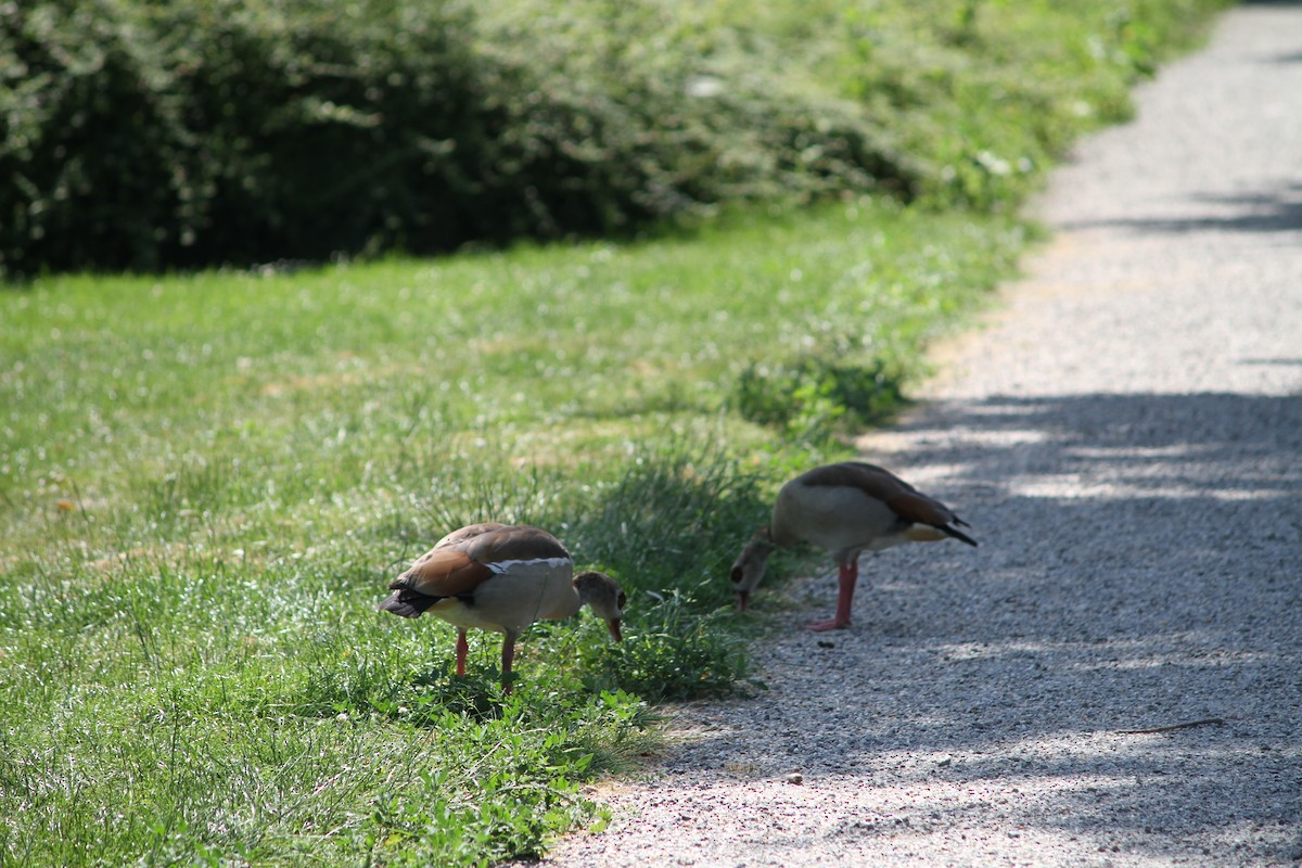 Egyptian Goose - ML637911728