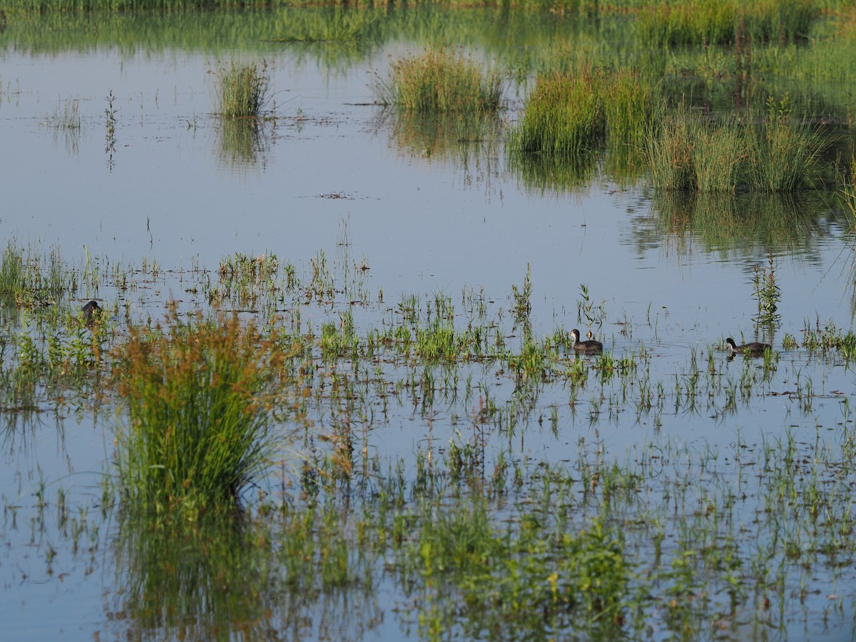 Eurasian Coot - ML637911730