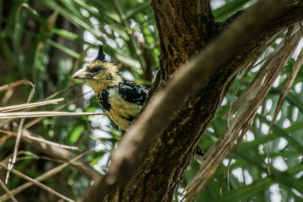 Crested Barbet - ML637911731