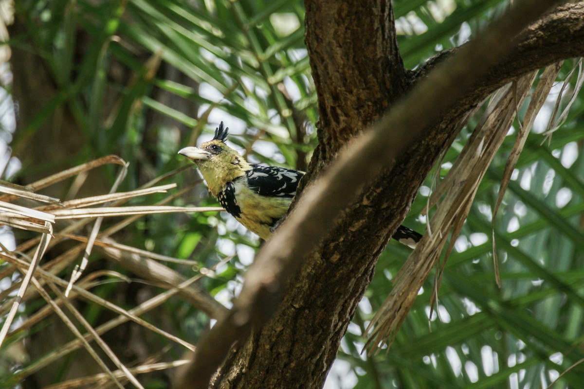 Crested Barbet - ML637911732