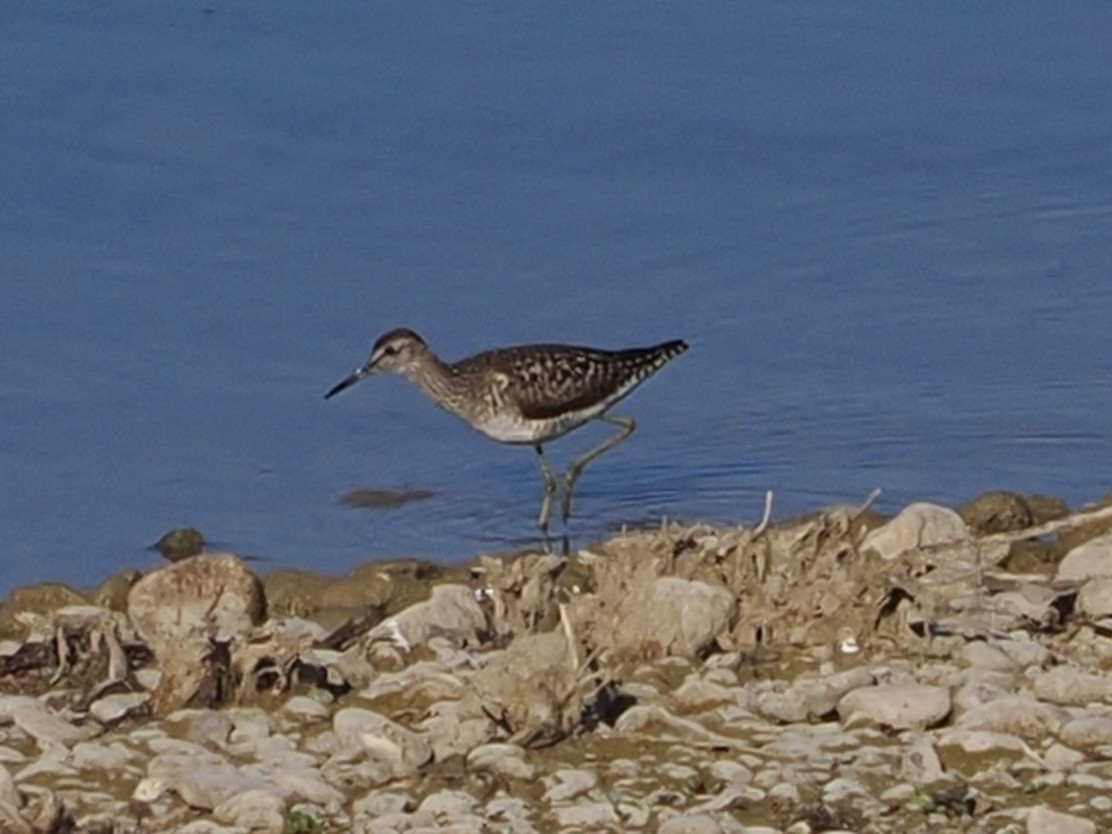Wood Sandpiper - ML637911735