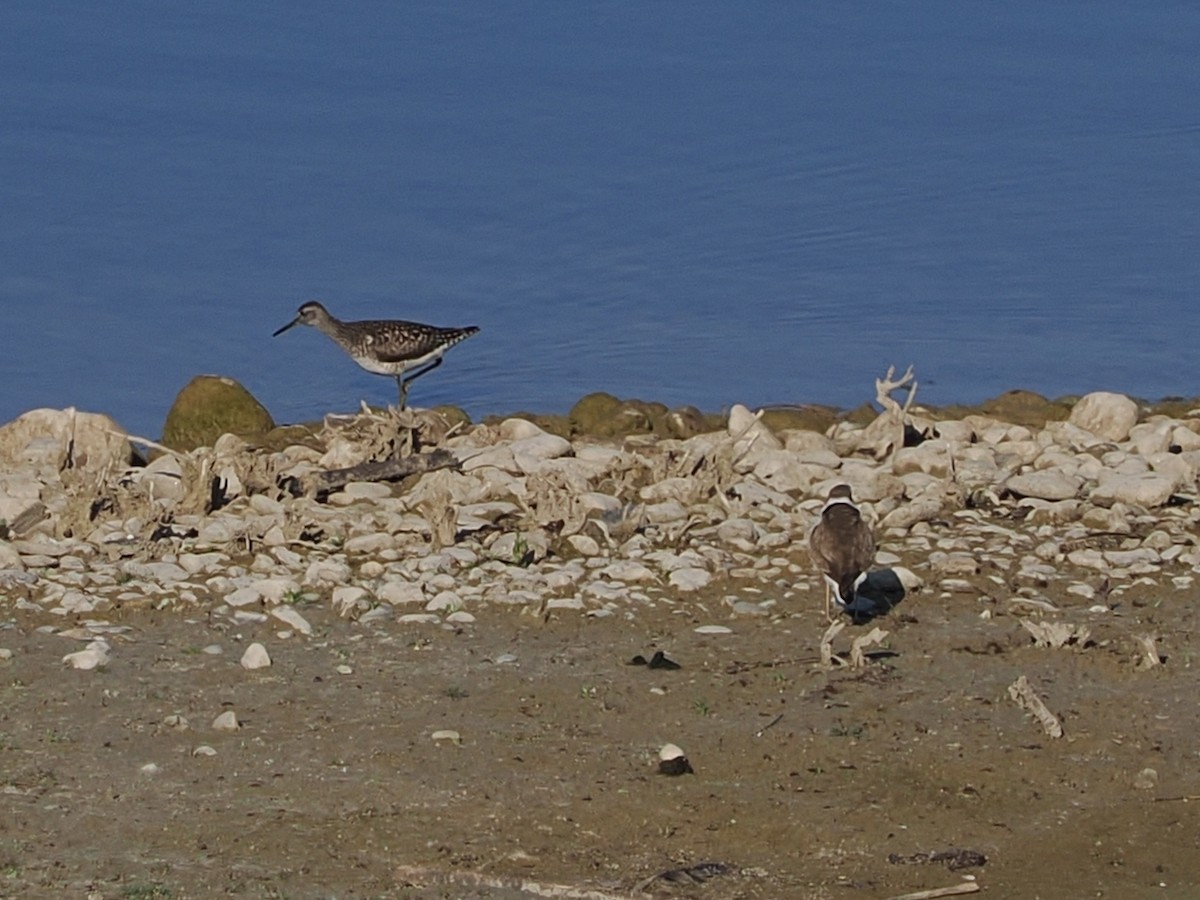 Wood Sandpiper - ML637911736