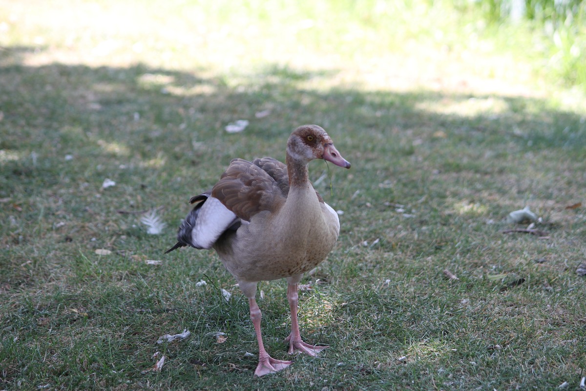 Egyptian Goose - ML637911737
