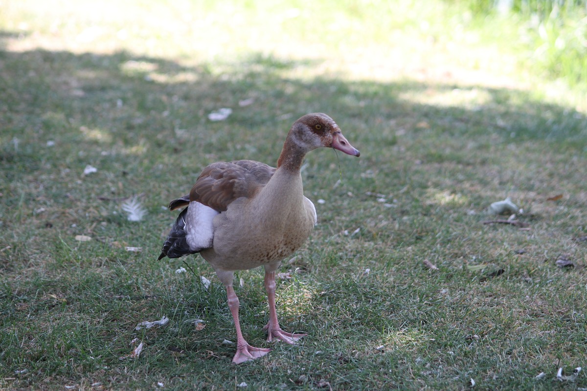 Egyptian Goose - ML637911738