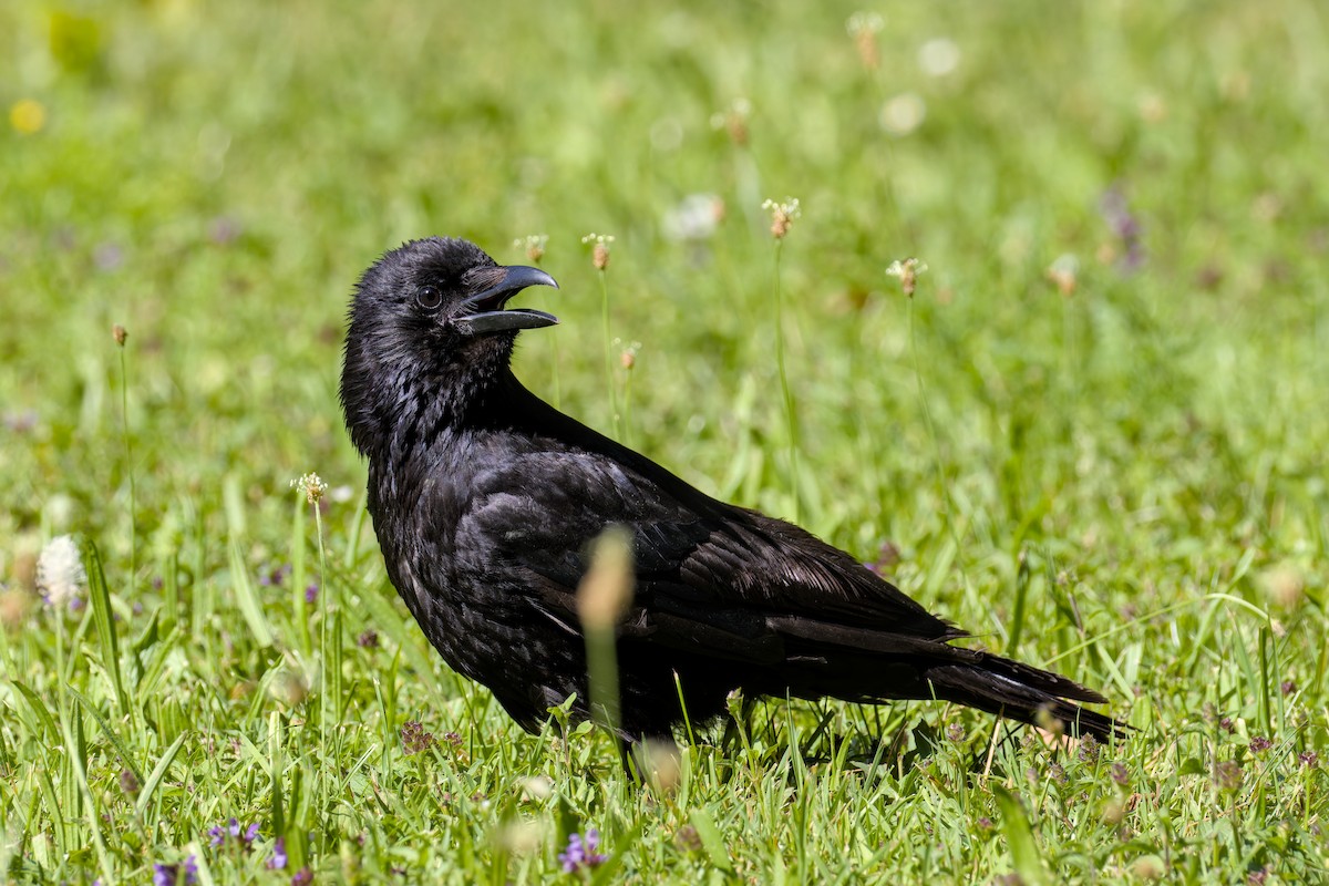 Carrion Crow - ML637911739