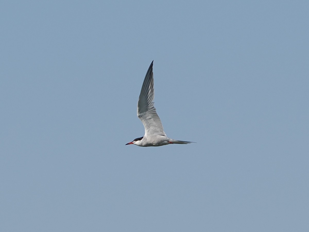Common Tern - ML637911740