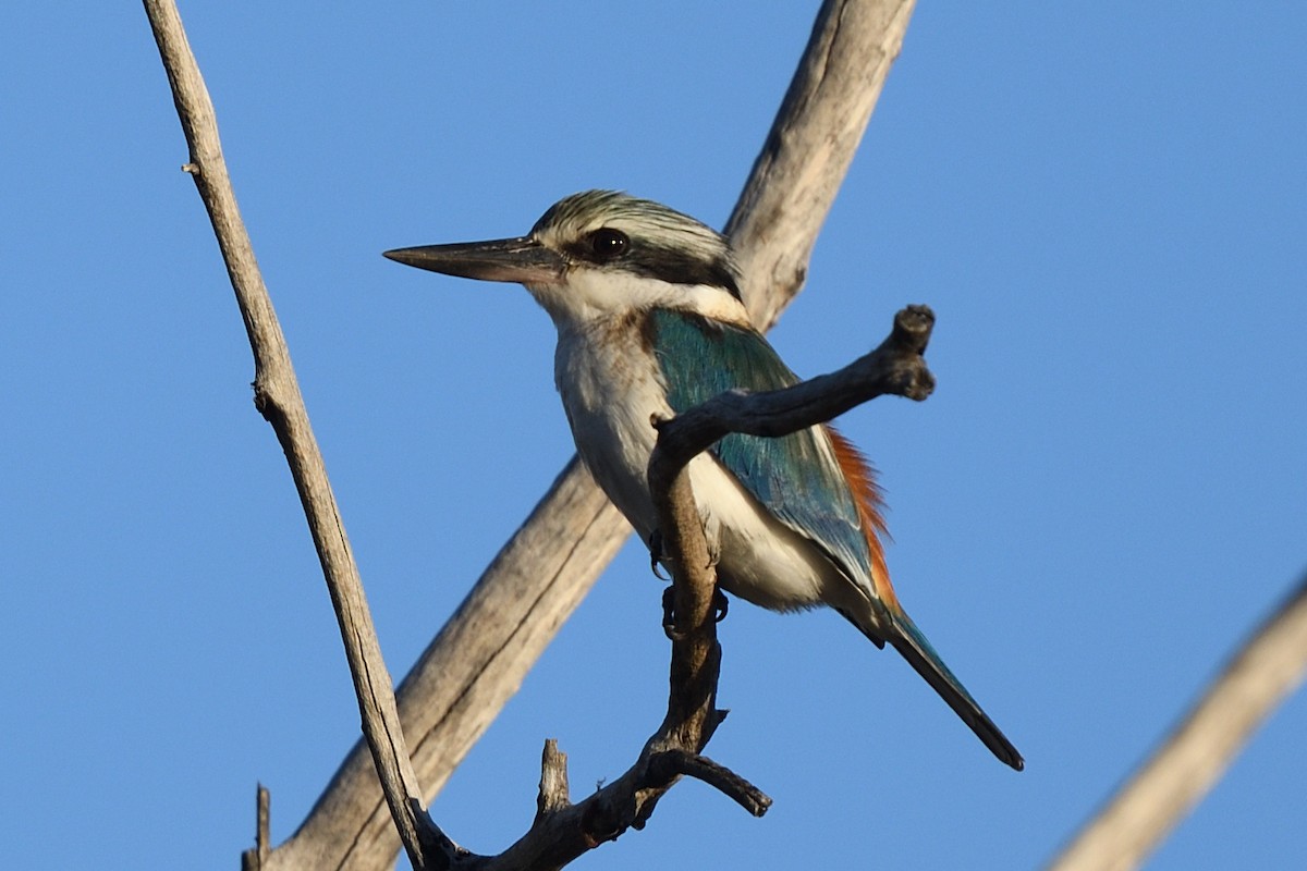 Red-backed Kingfisher - ML637911742