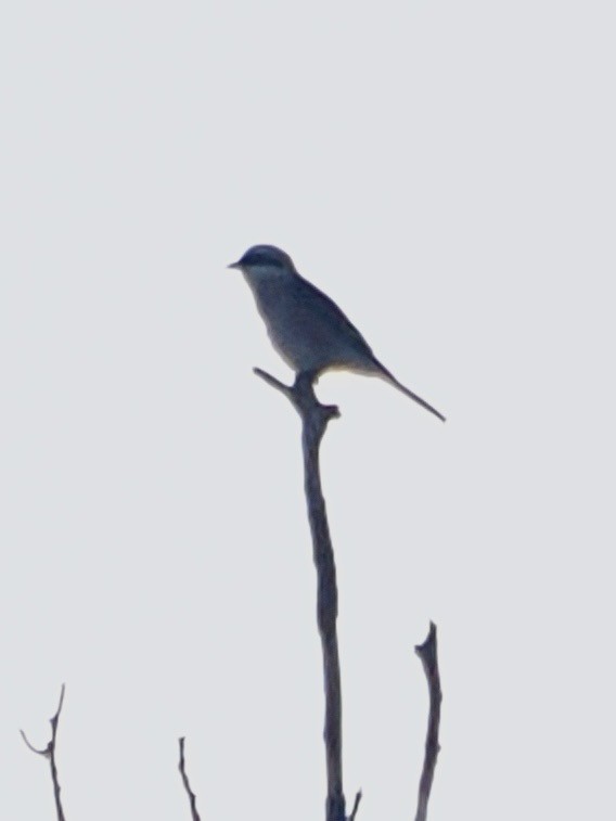 Red-backed Shrike - ML637911743