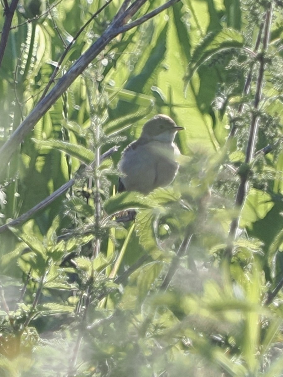 Marsh Warbler - ML637911744