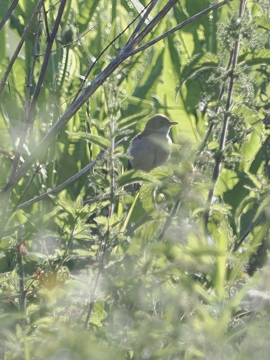 Marsh Warbler - ML637911746