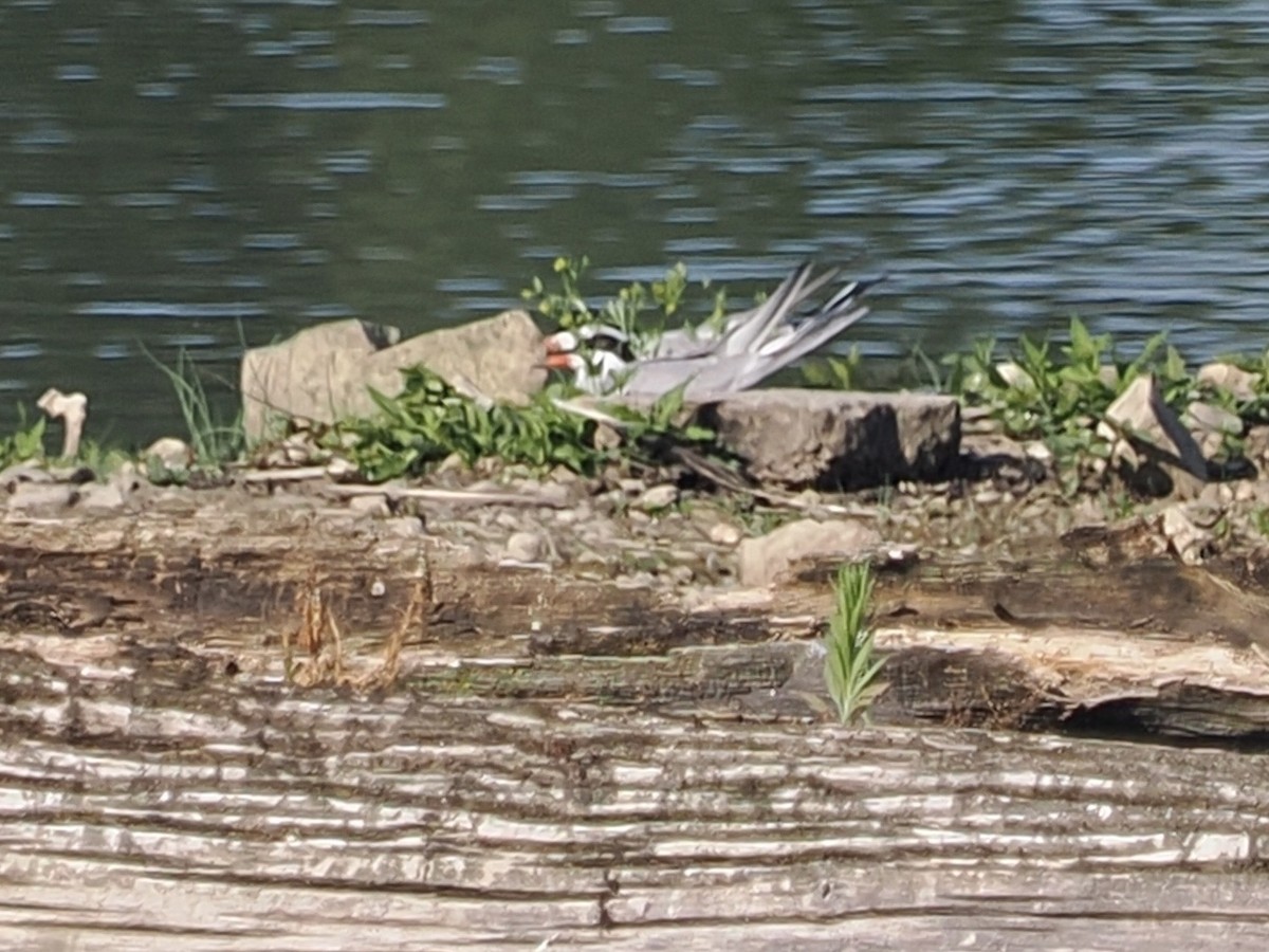 Common Tern - ML637911748