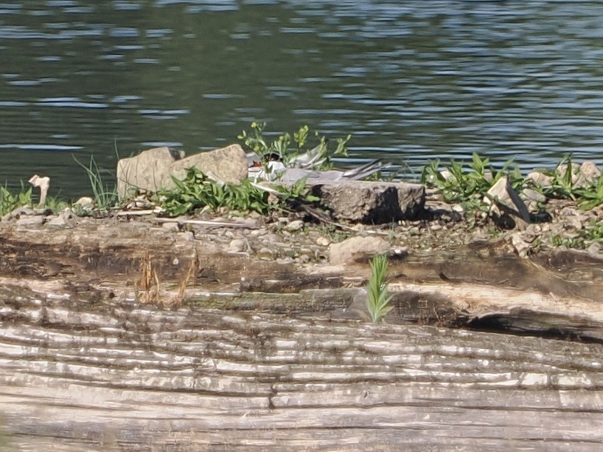 Common Tern - ML637911749
