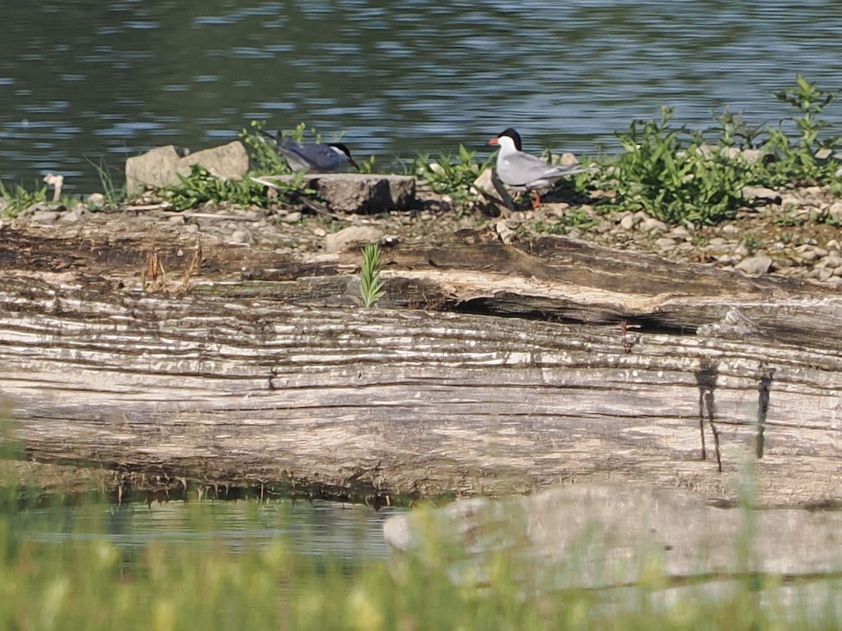 Common Tern - ML637911750