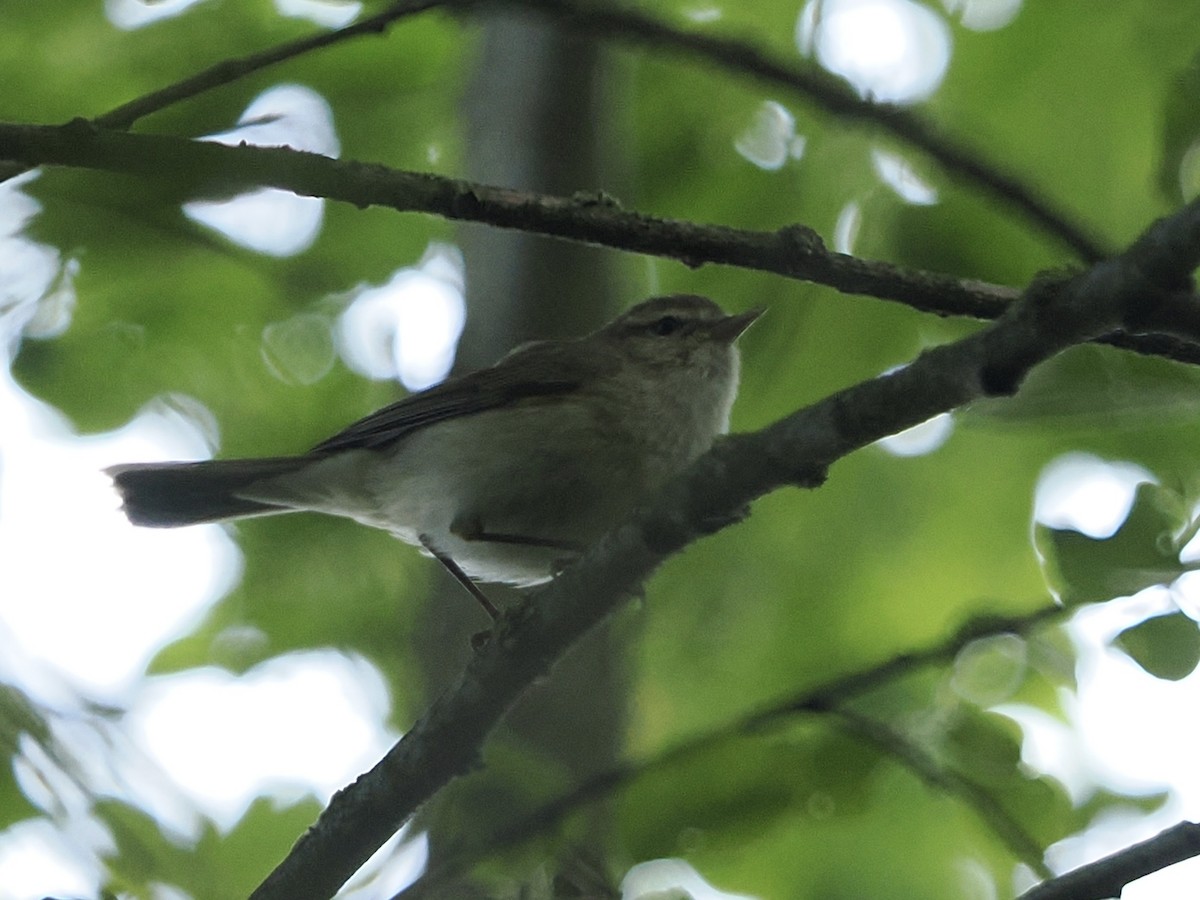 Common Chiffchaff - ML637911756
