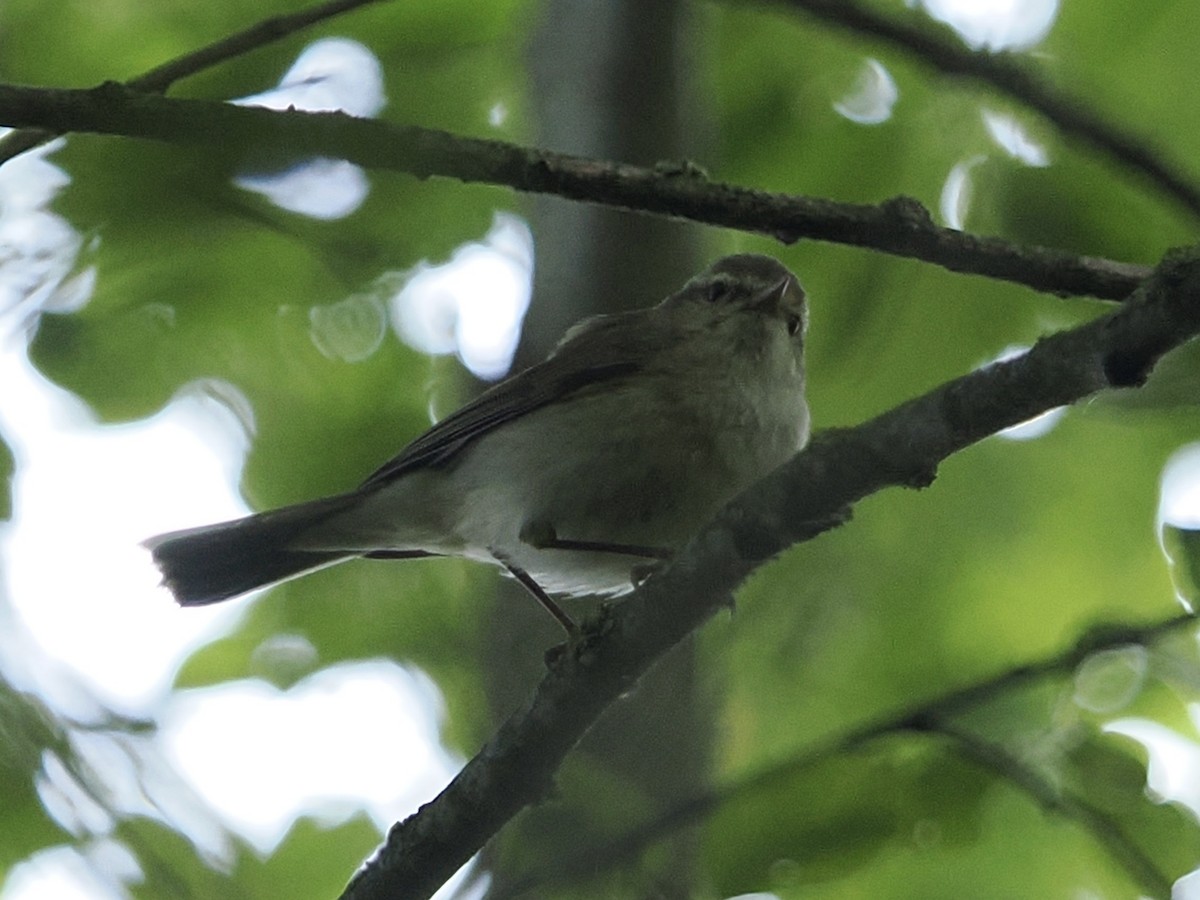 Common Chiffchaff - ML637911757