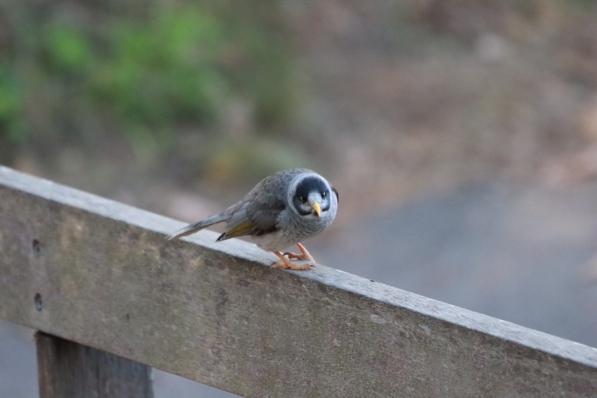 Noisy Miner - ML637911762