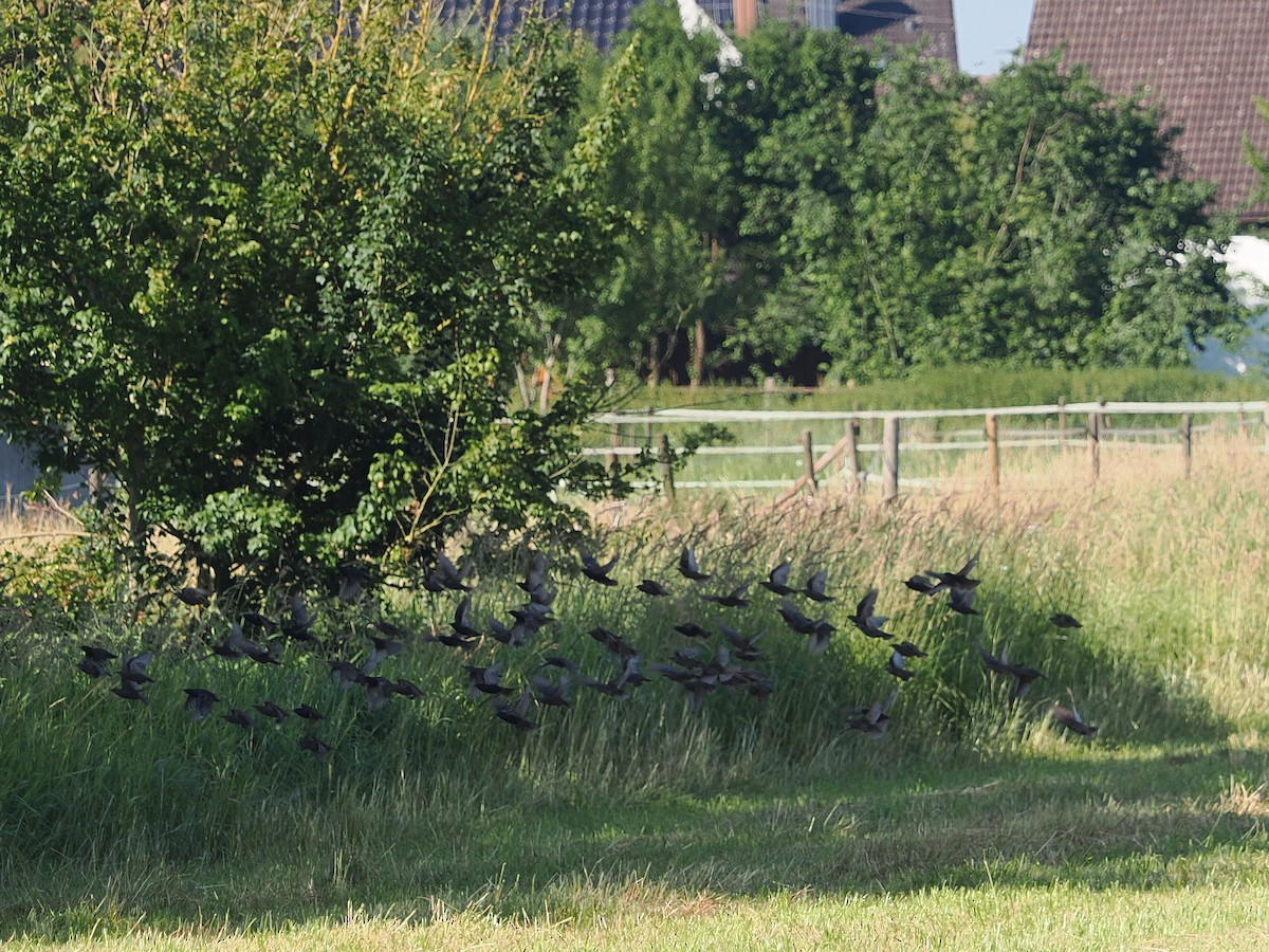 European Starling - ML637911764