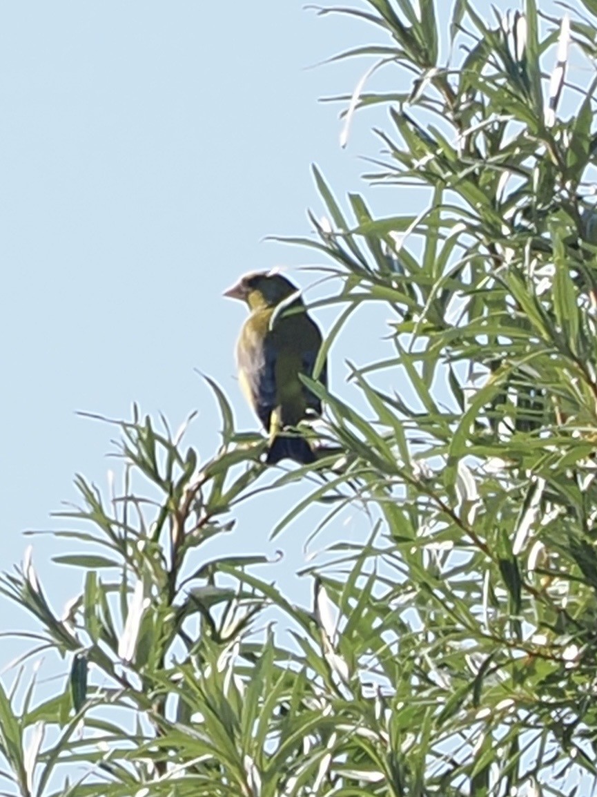 European Greenfinch - ML637911767