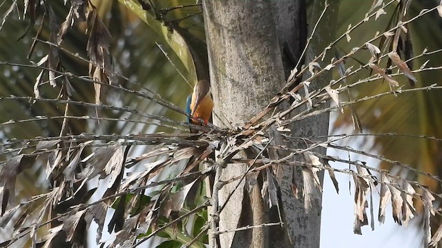 Stork-billed Kingfisher - ML637911820