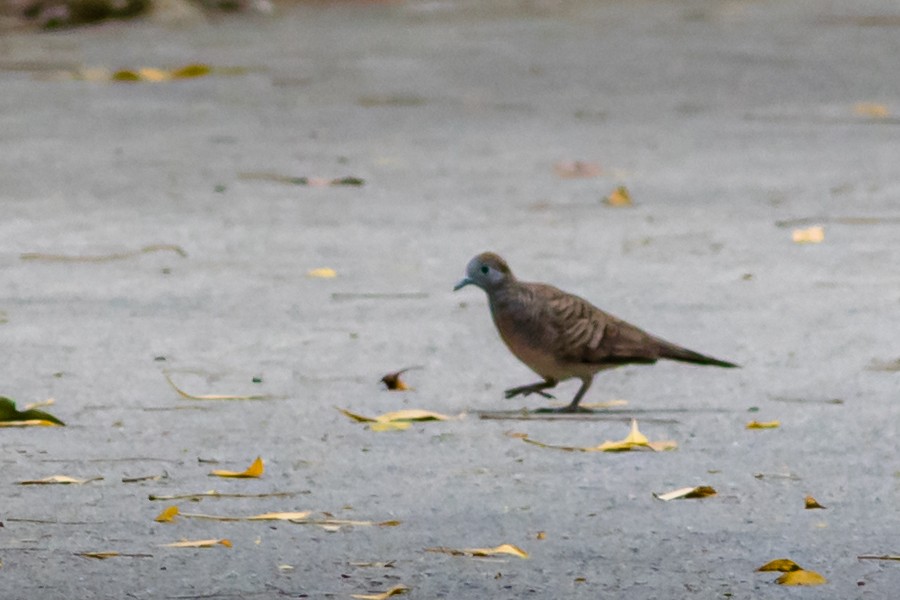 斑馬鳩 - ML637911844