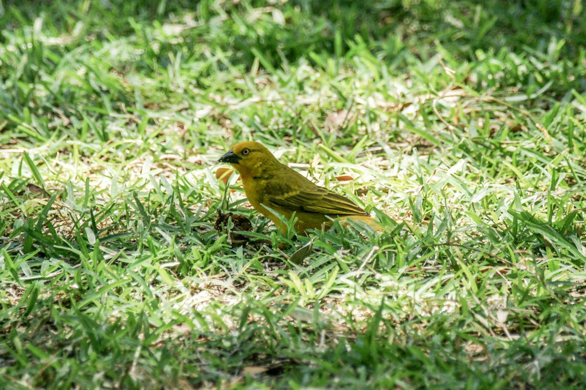 Holub's Golden-Weaver - ML637911847