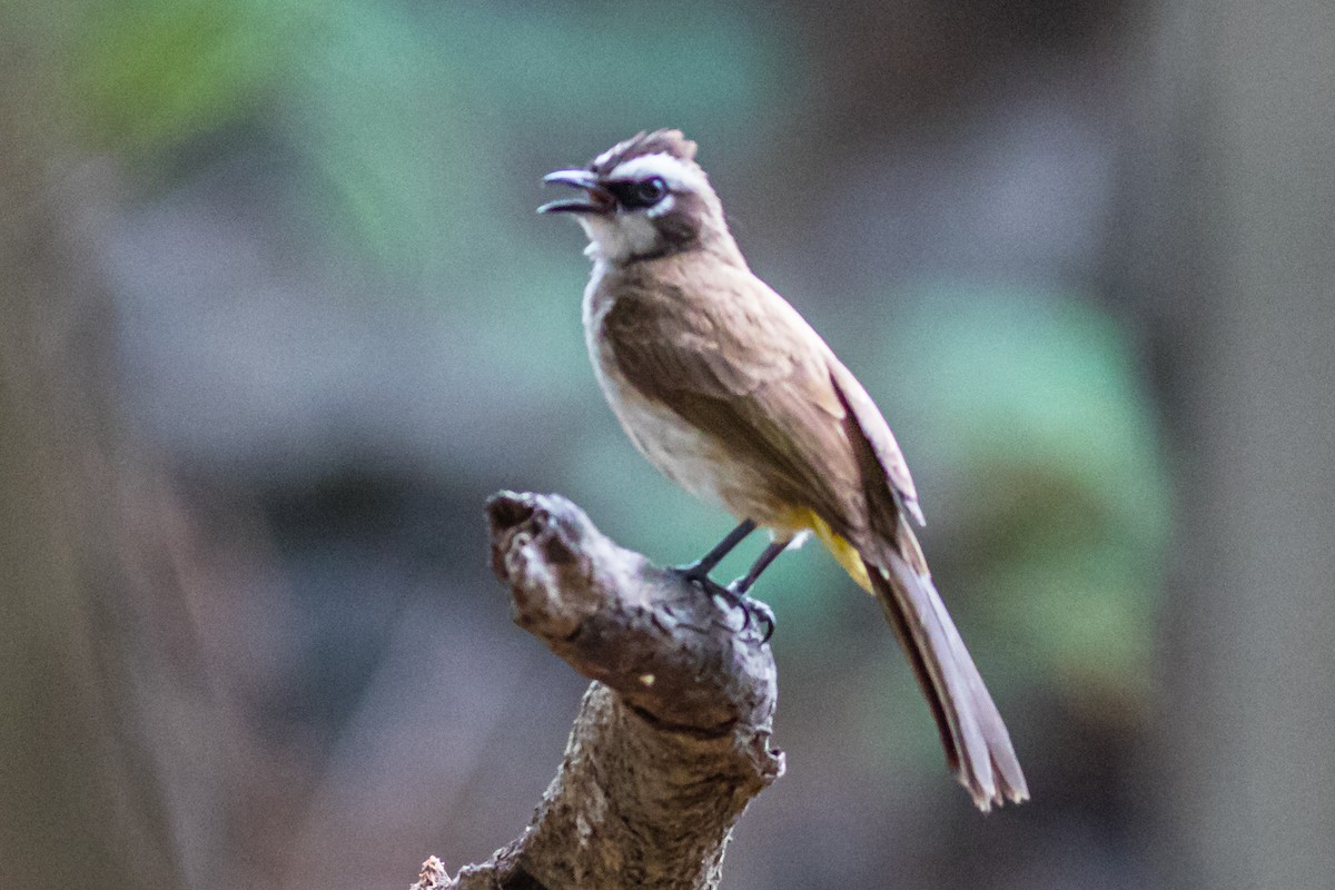 Yellow-vented Bulbul - ML637911852