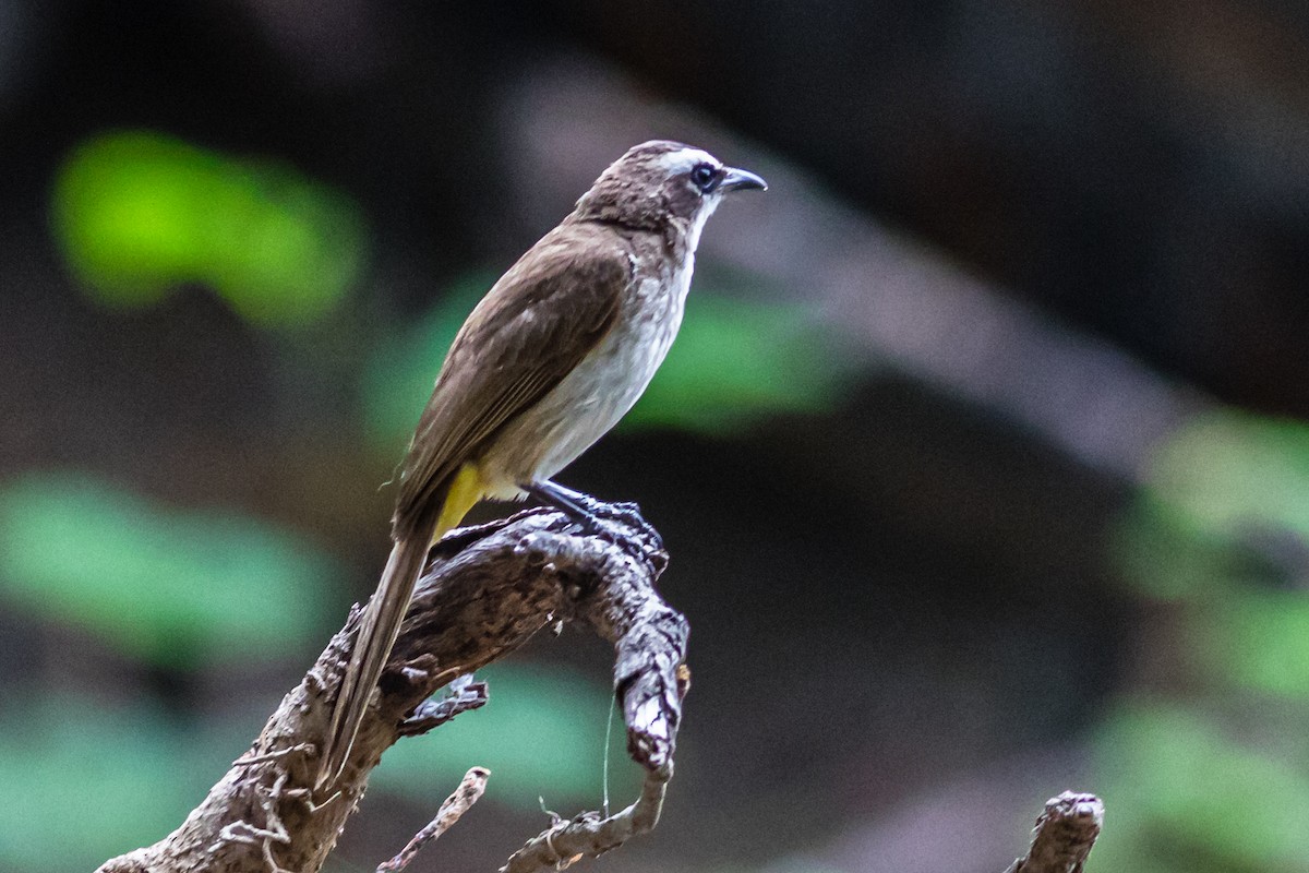 Yellow-vented Bulbul - ML637911853