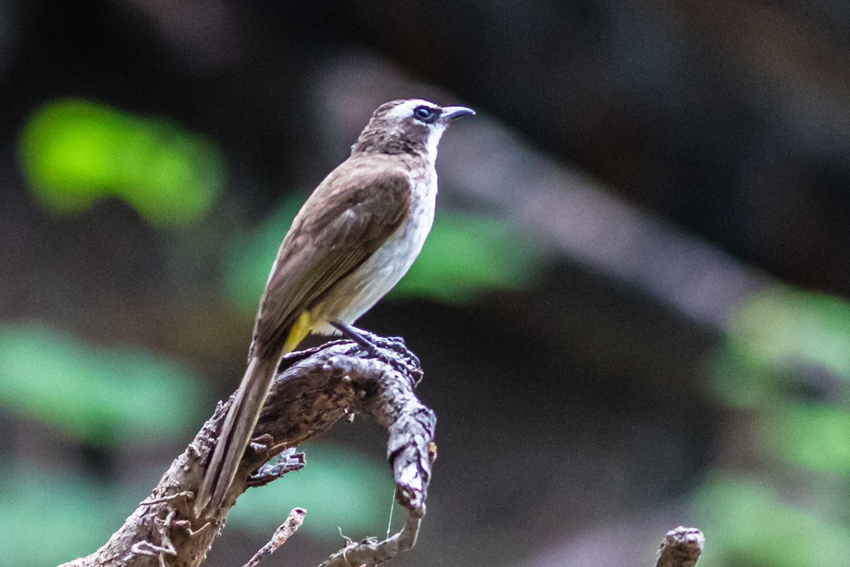 Yellow-vented Bulbul - ML637911854