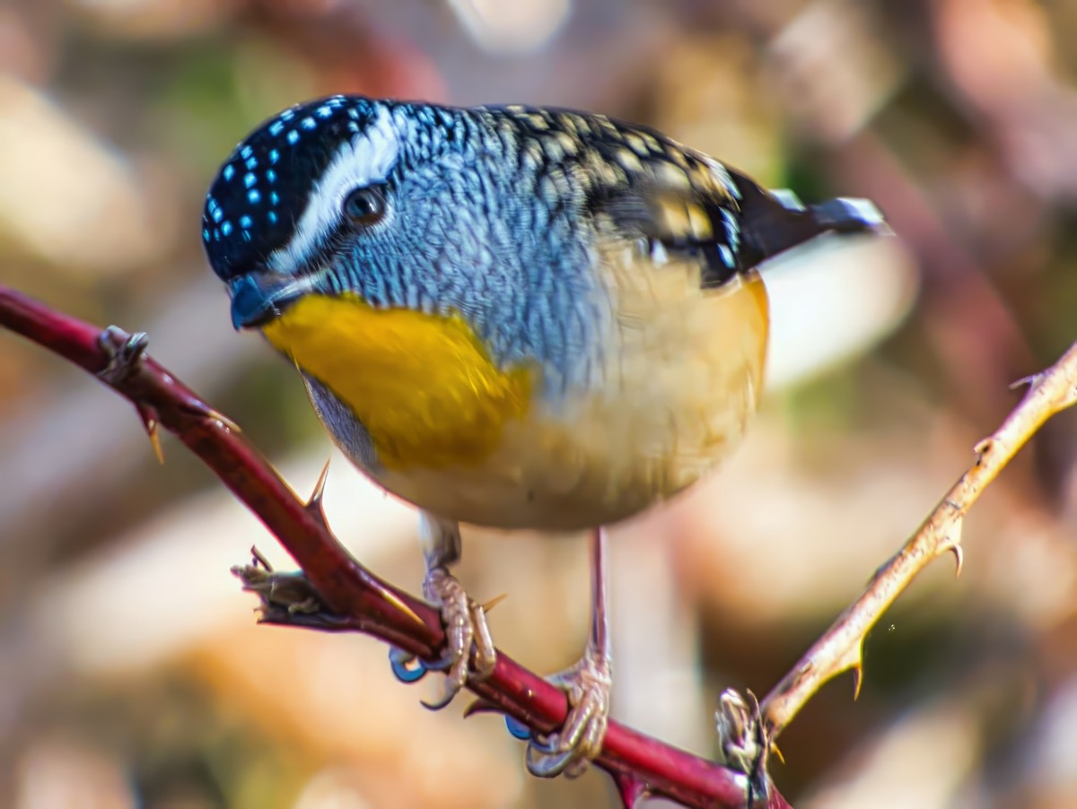 Spotted Pardalote (Spotted) - ML637911855