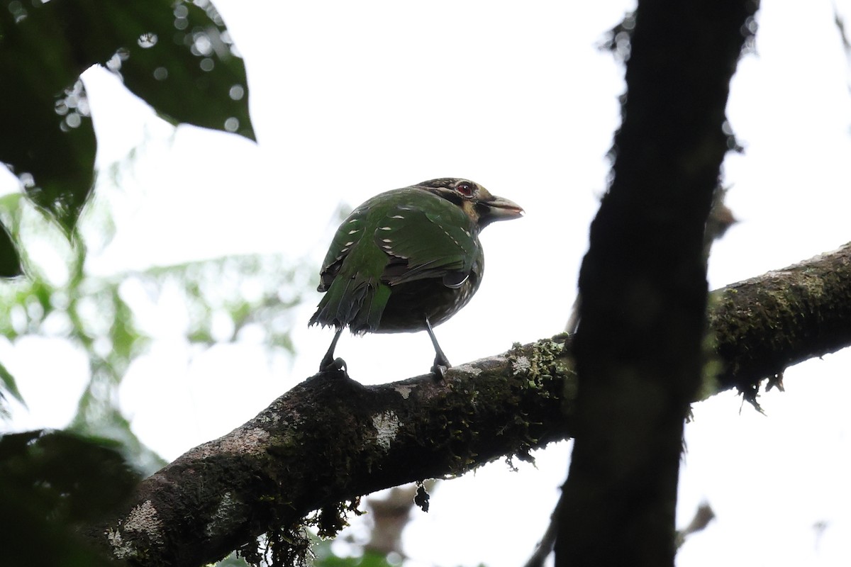 Spotted Catbird - ML637911900