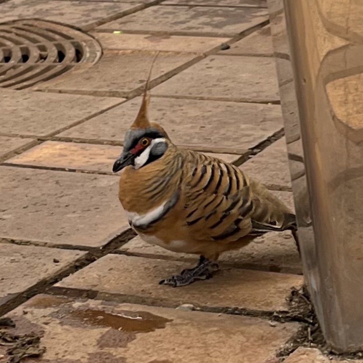 Spinifex Pigeon - ML637911926